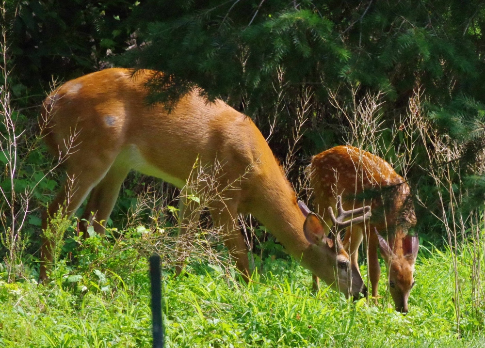 deer-3.jpg