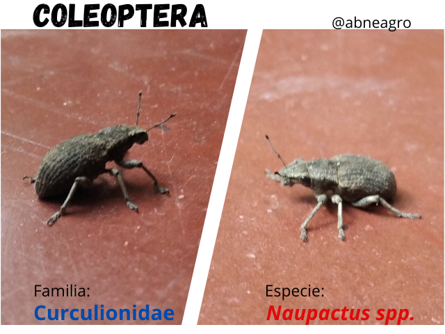 Coleoptera(6).png