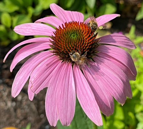daisy-1.jpg