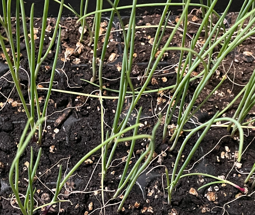 seedlings-onion.jpg