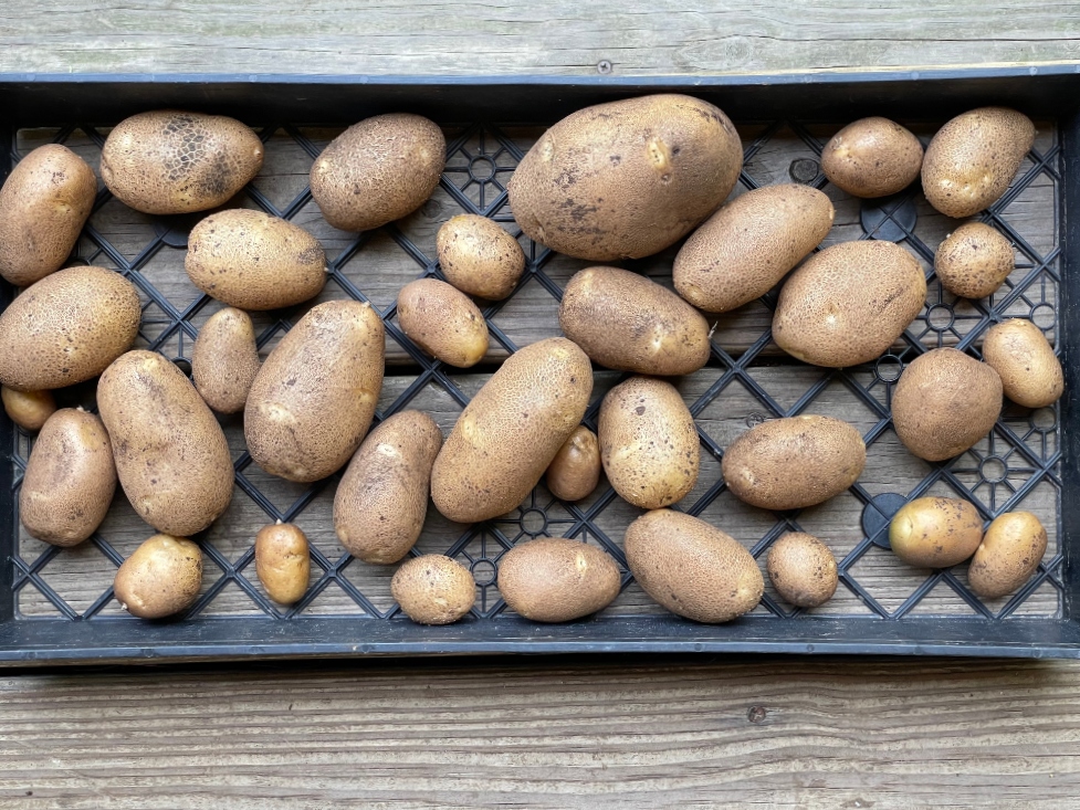 https://images.hive.blog/DQmQ7Trzdbeo6m1E3edvEvGs5PpYJgY1WRNRP6Z92MVF8Yy/hive-garden-potato-harvest-4.jpg