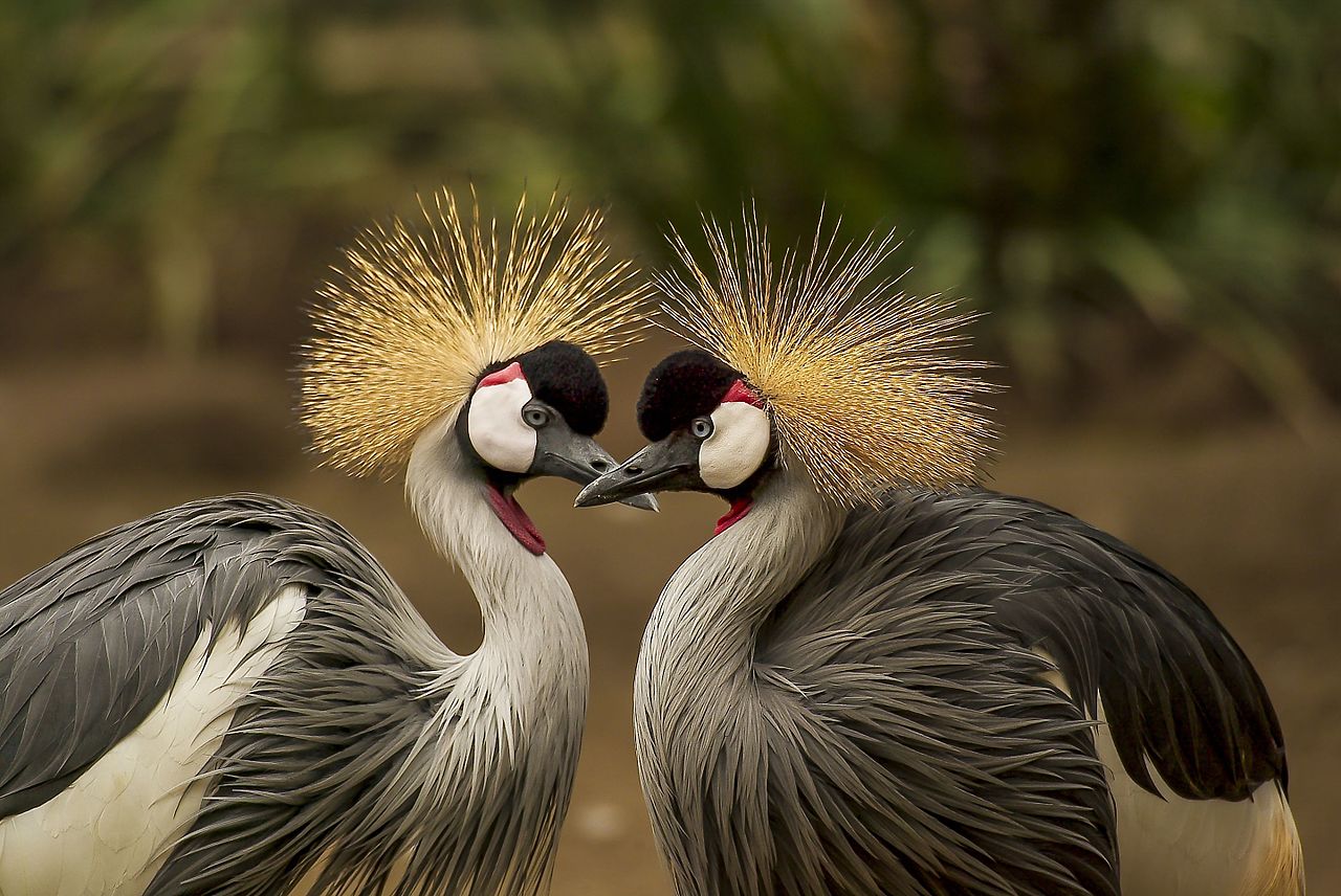 Grey-crowned-crane.jpg