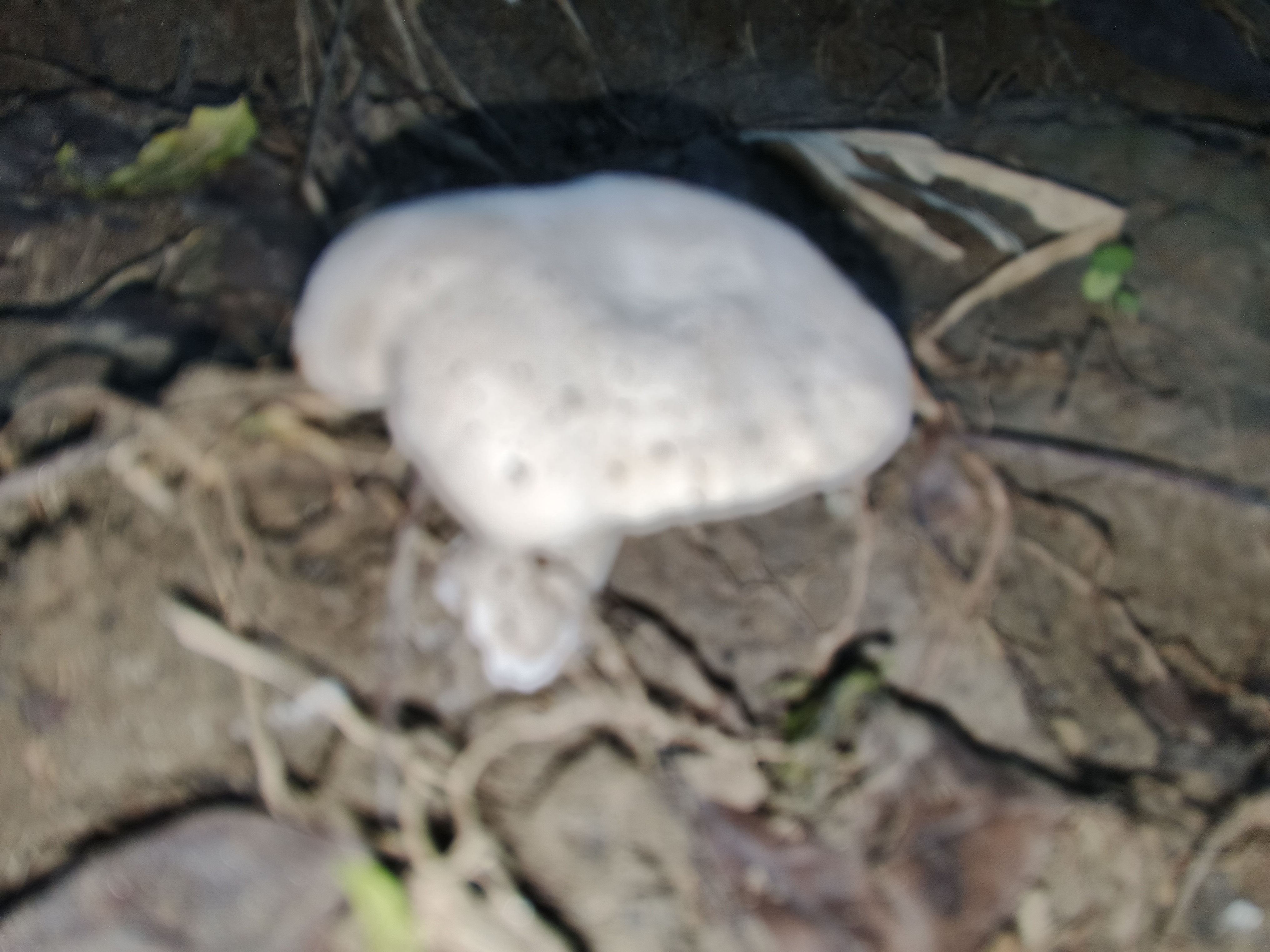 IMG_20250626_181540_538.jpg