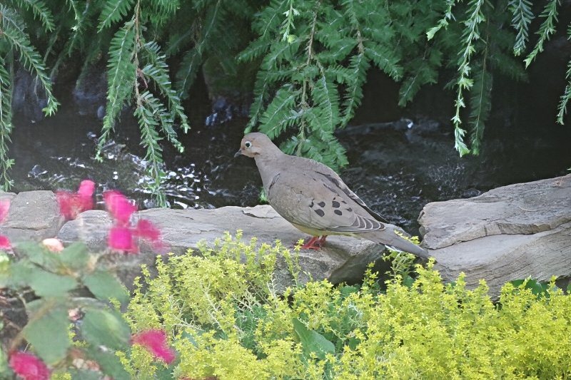 hivegarden-birds-pond.jpg