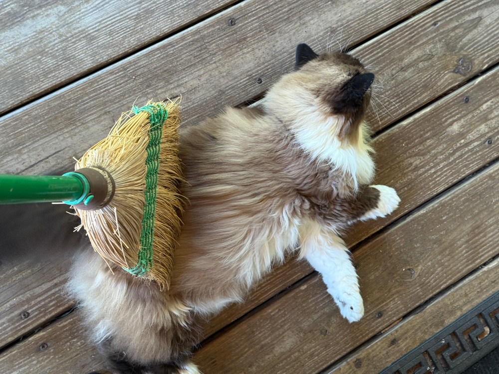 caturday-cat-broom-3.jpg