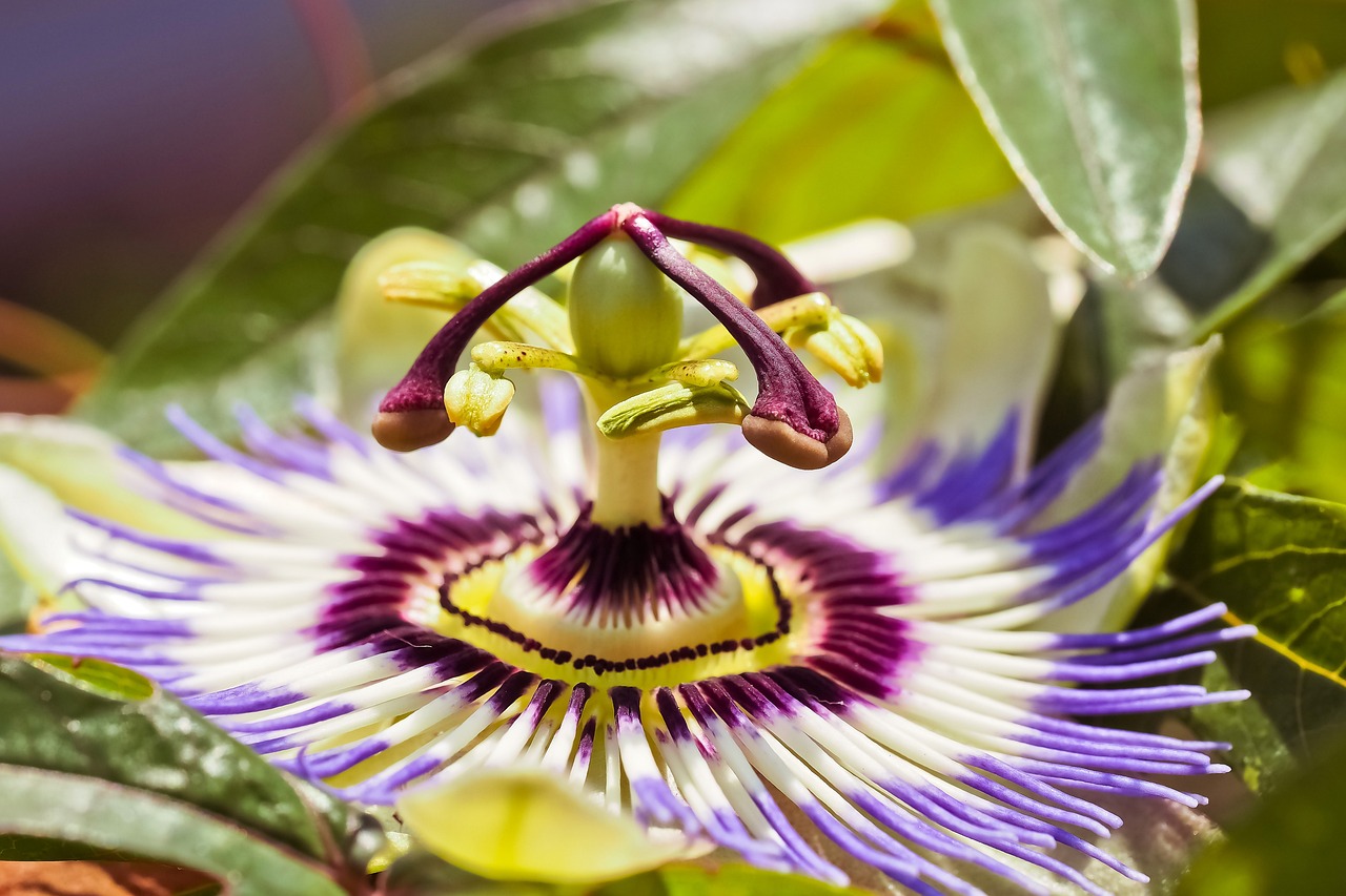 passion-flower-3466146_1280.jpg