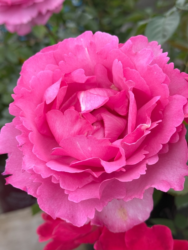 hivegarden-flowers-rose-.jpg