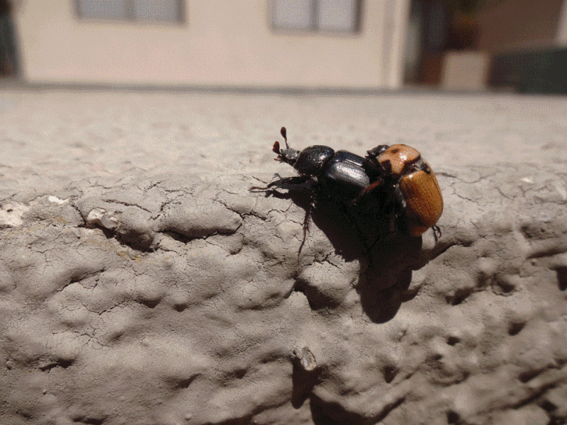 coleopteros.gif