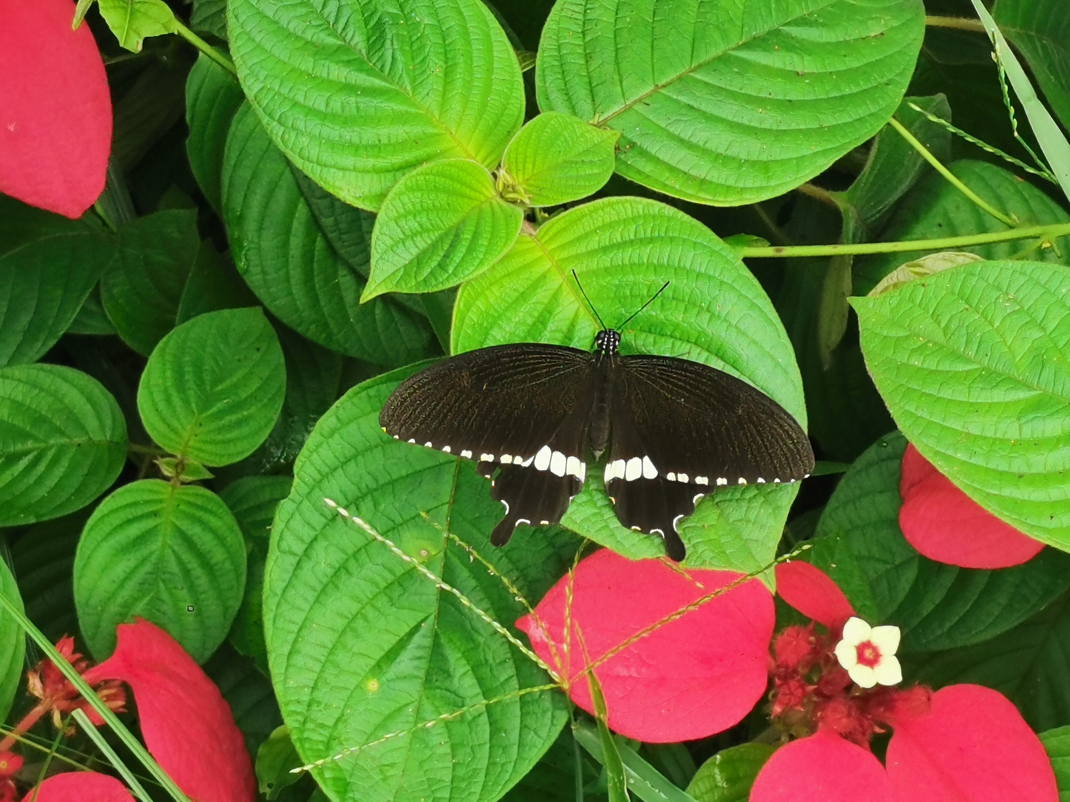 IMG_20250820_095440.jpg