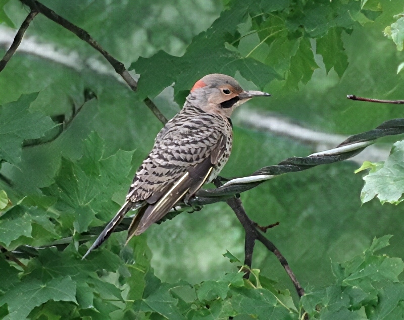 feathered-friends-flicker-1 (1).jpg