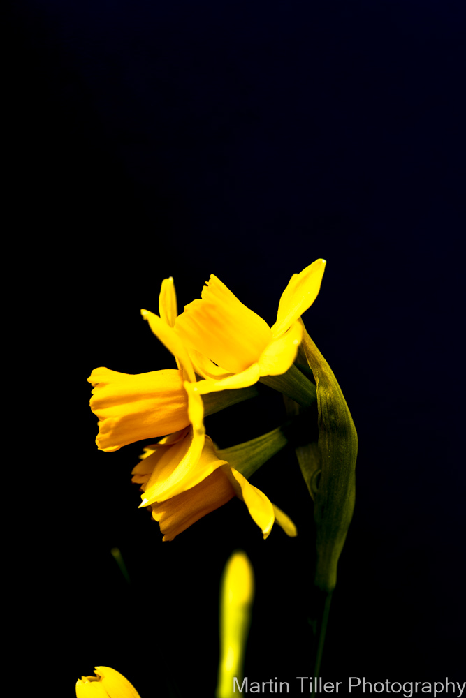 Daffodil on black background (1 of 1).jpg