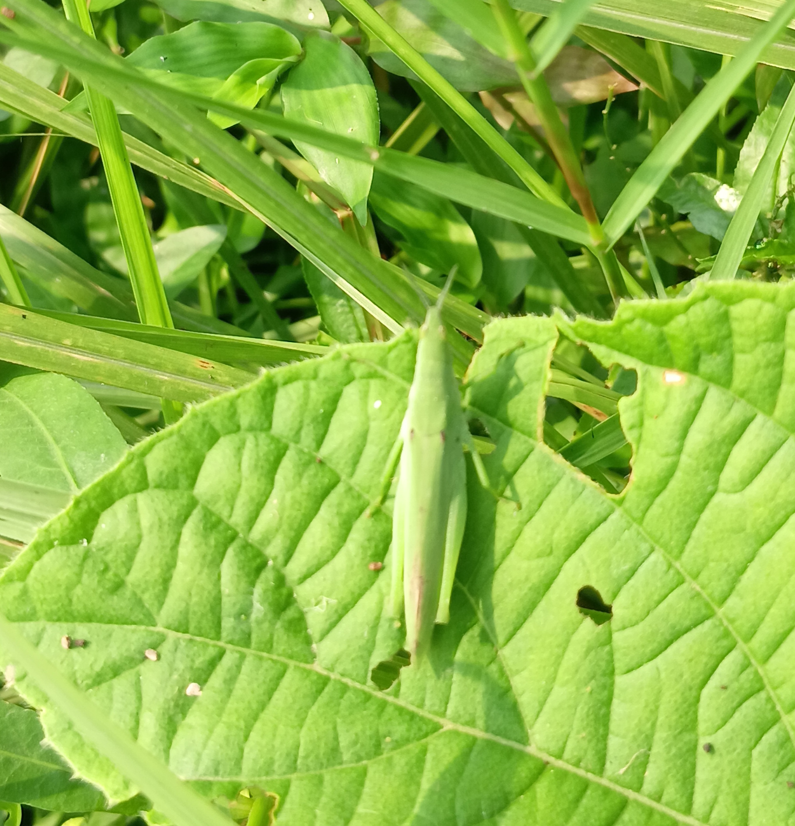 20250811_074145.jpg