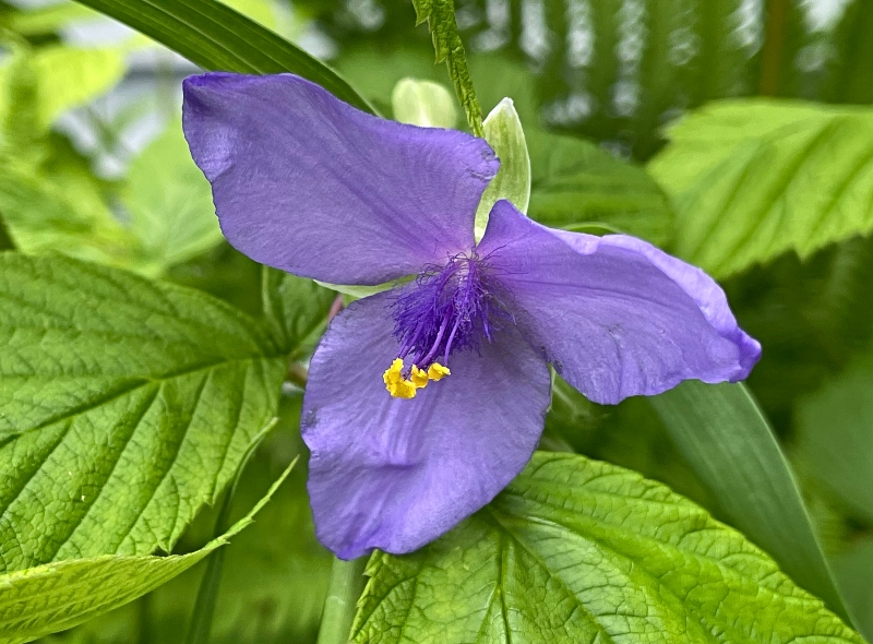 https://images.hive.blog/DQmQA5kGTkZAFka28tgoVpZCeHFyL8o2xexjHbLEzFAPN2p/hivegarden-flowers-radescantia%20virginiana-spiderwort.jpg