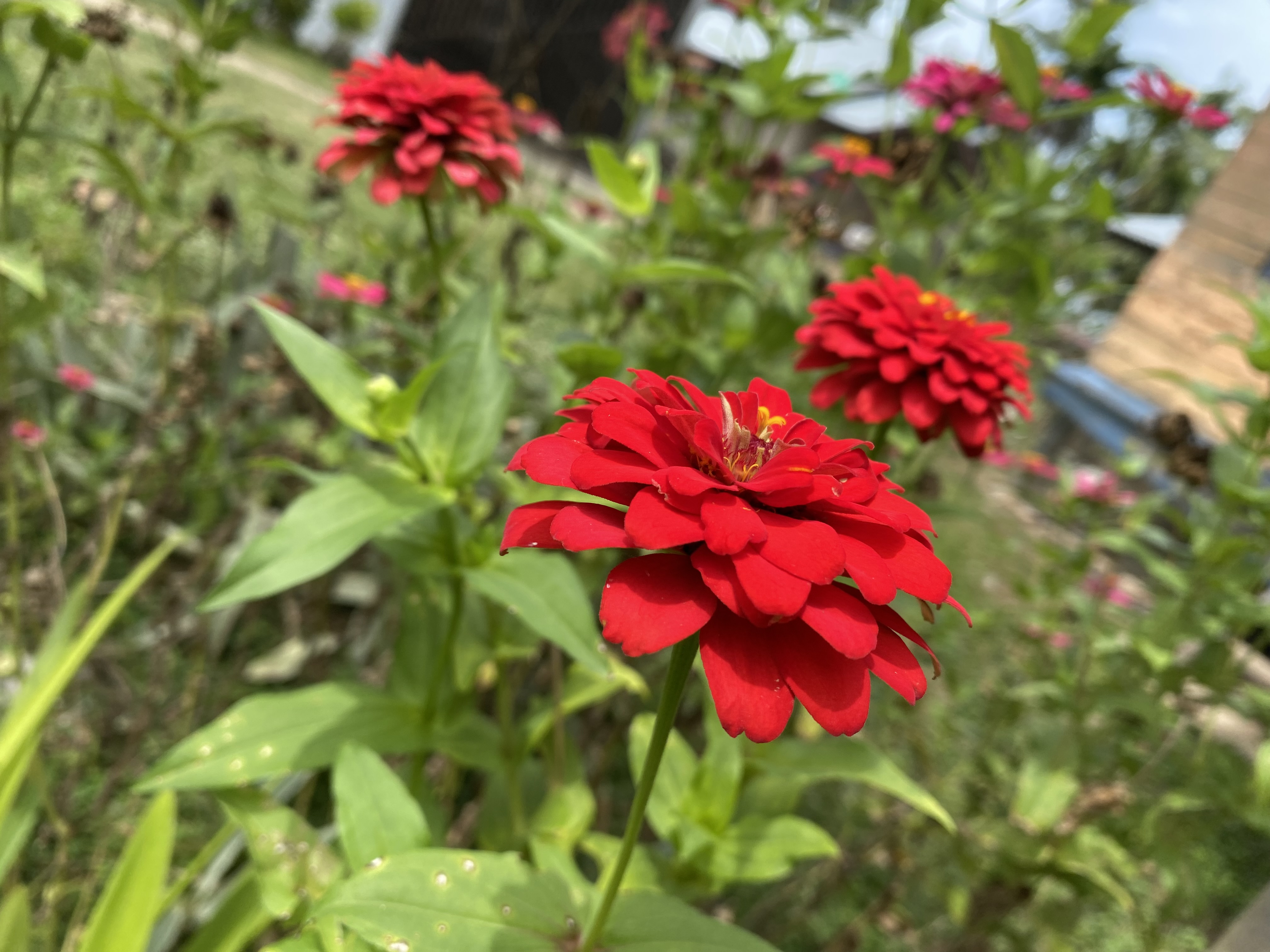 IMG_4142.jpeg