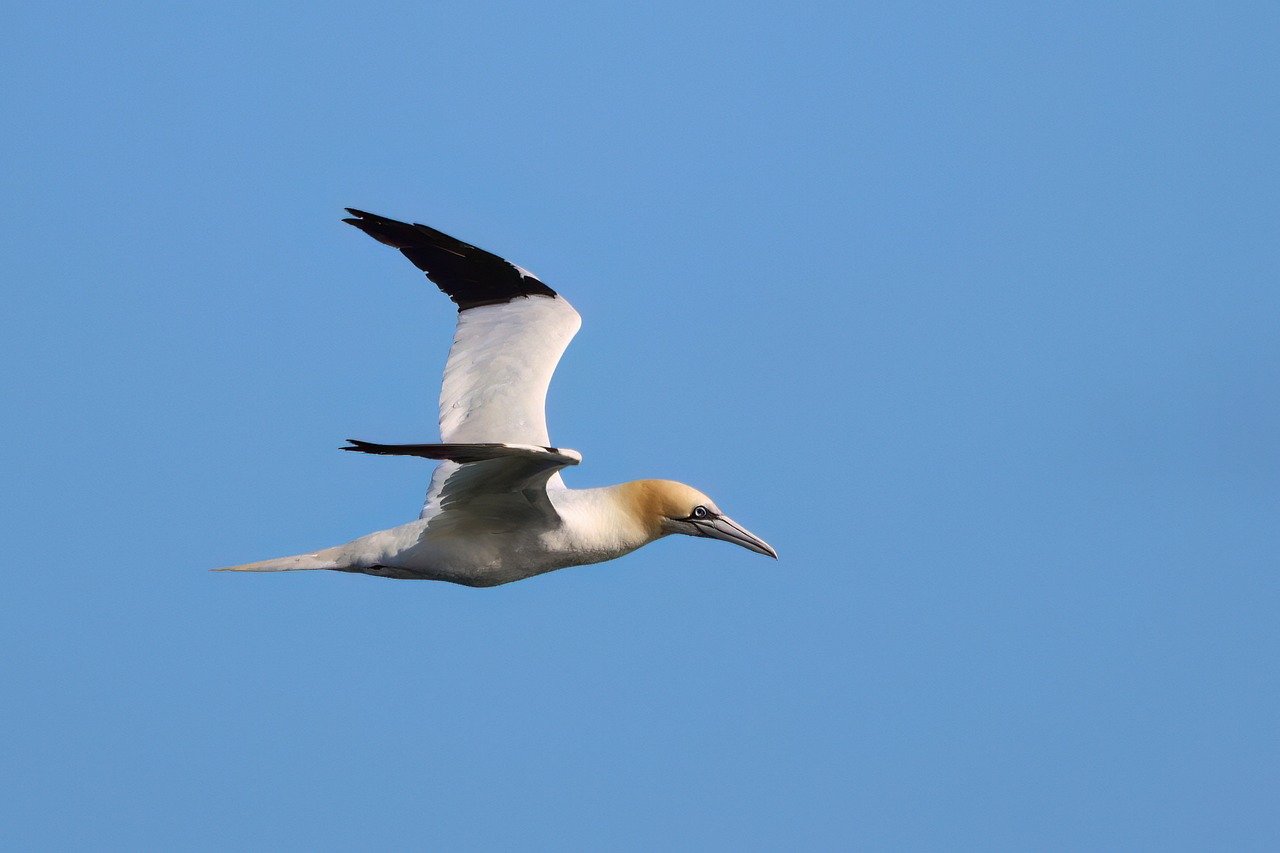 gannet-8281303_1280.jpg
