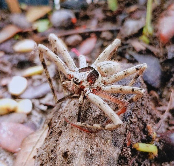 Heteropoda venatoria.