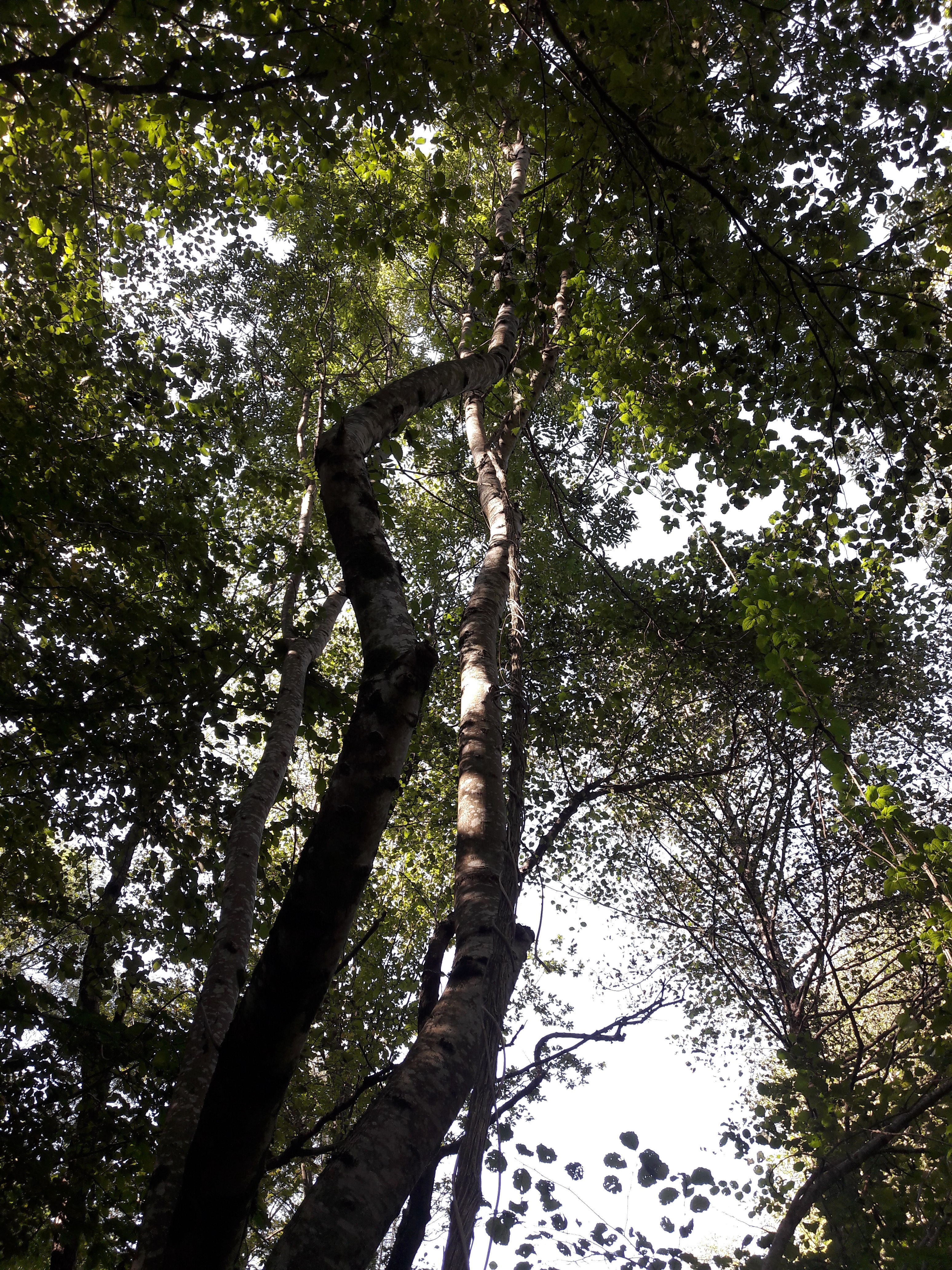 Flora-Tree-Forest-Publicdomain (1).jpg