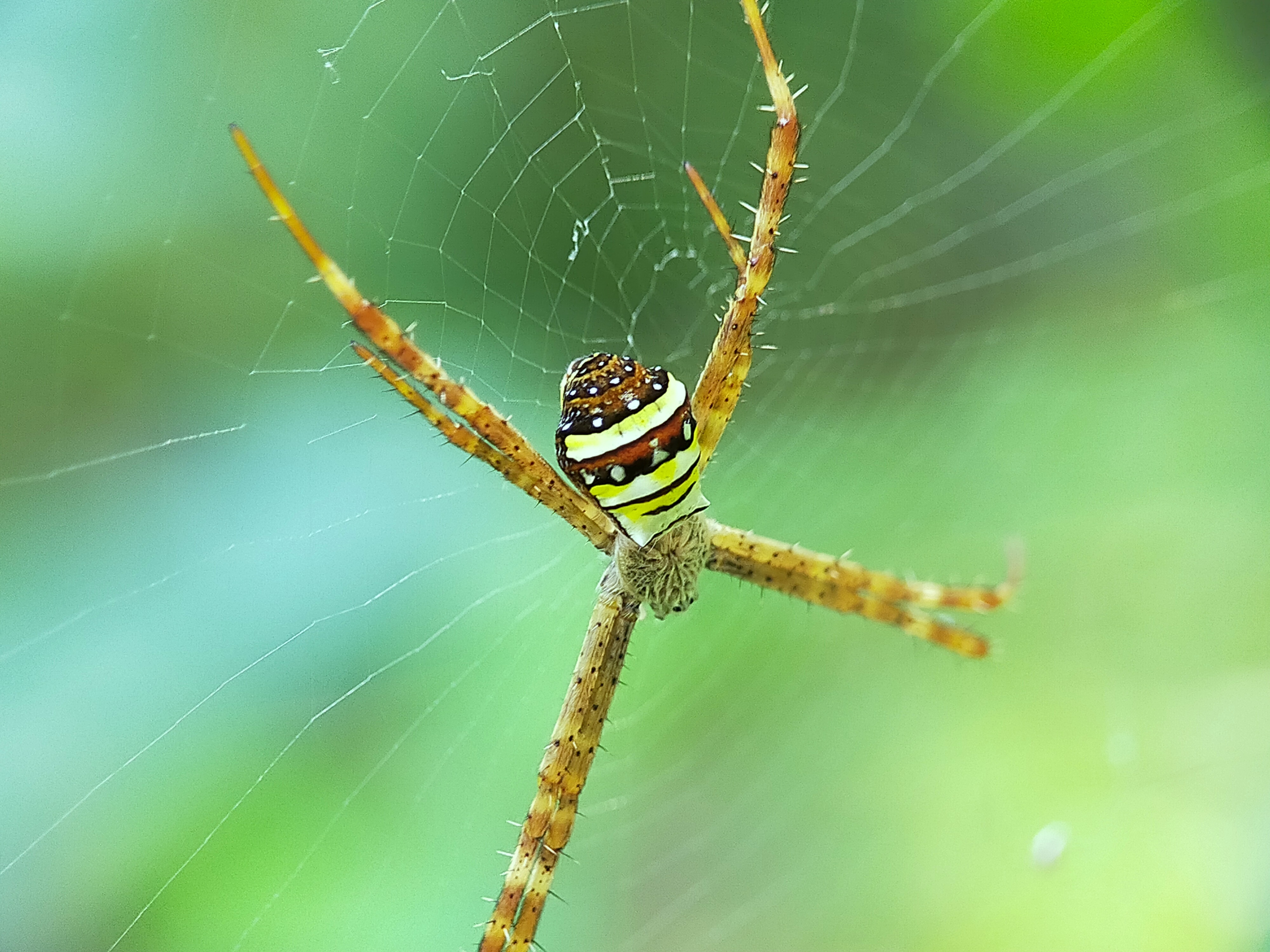 Spider (22).jpg