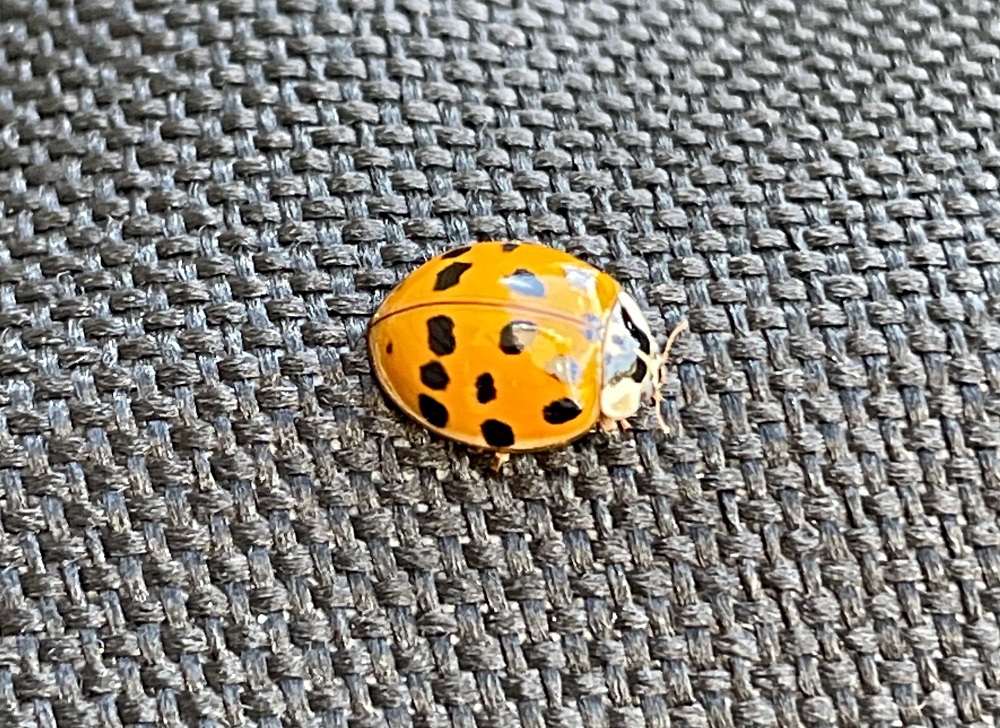 ladybug.jpg