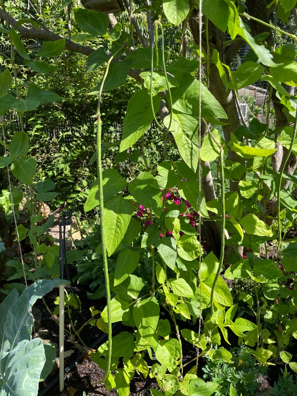 https://images.hive.blog/DQmQCjDnW1y72bnExgcvSMJ7fsAc5rCBnfSt5cempxhqyTT/hivegarden-harvest-beans.jpg