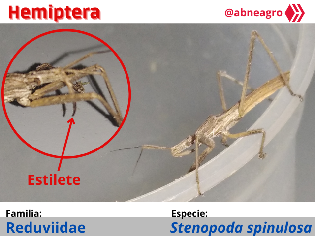Automeris cf. jucunda (5).png