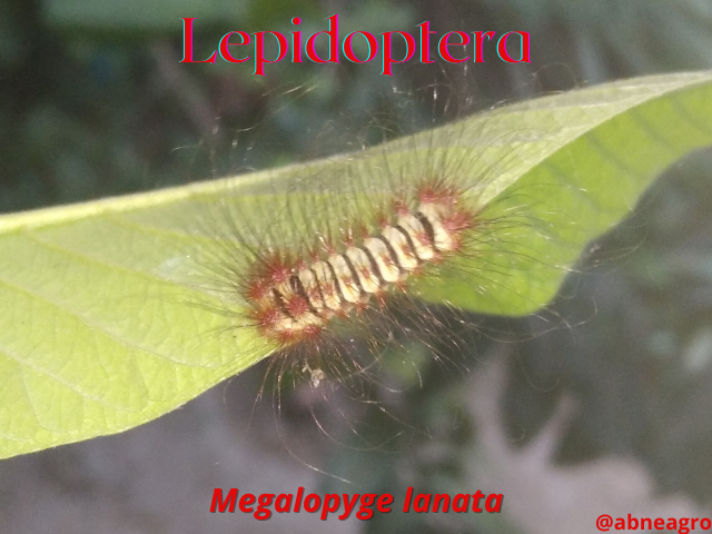 Lepidoptera (1).png