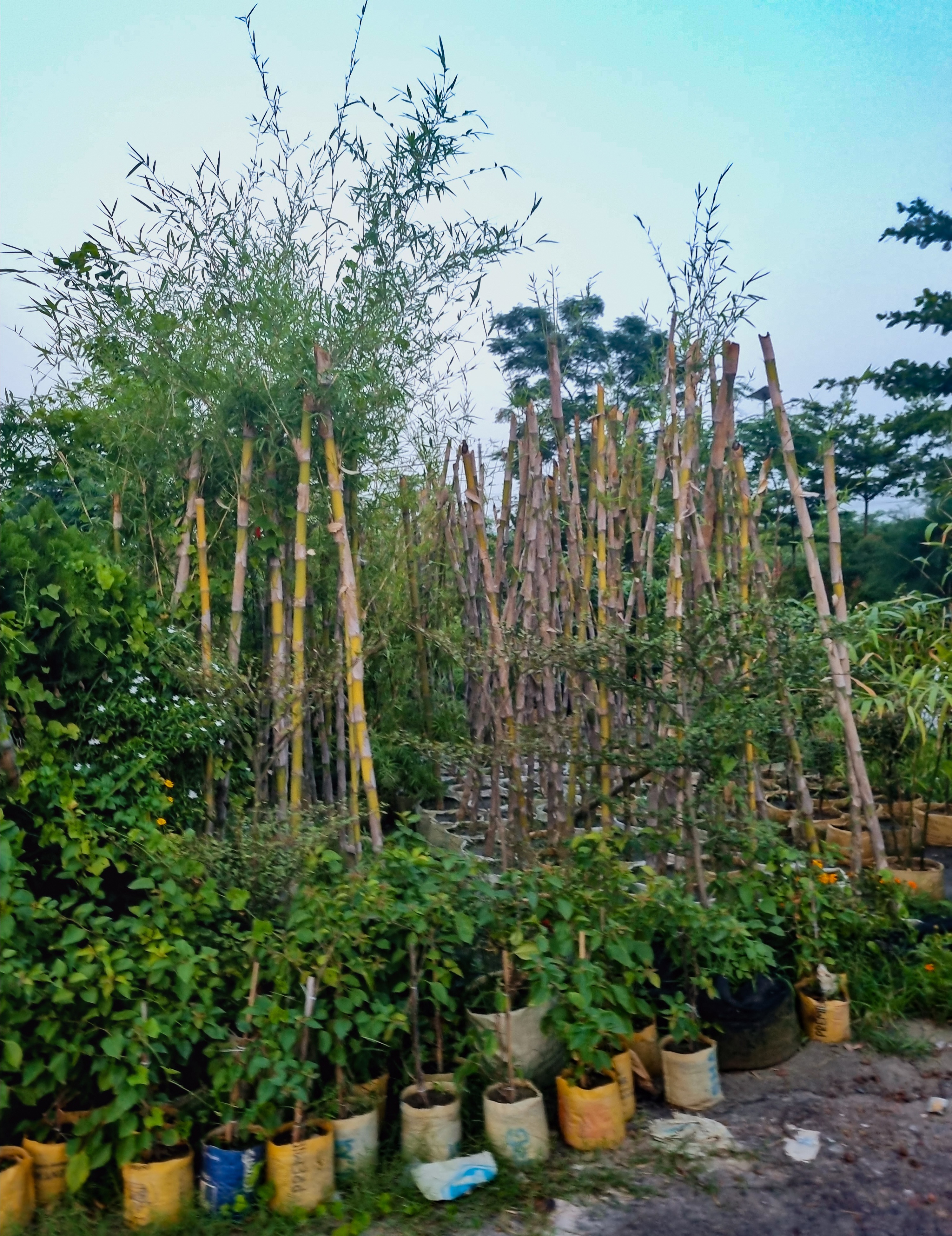 1000063564.jpg