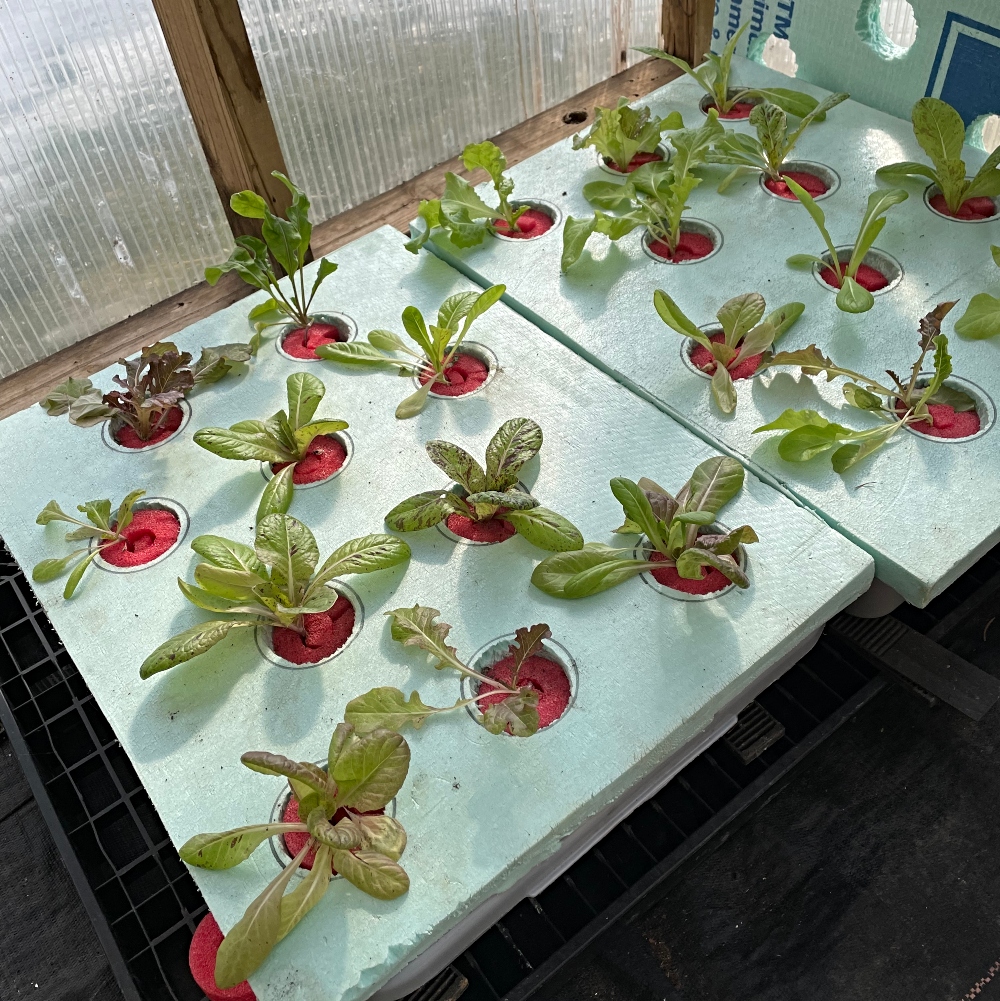 Hydroponics-lettuce- day 11-virgo.jpg