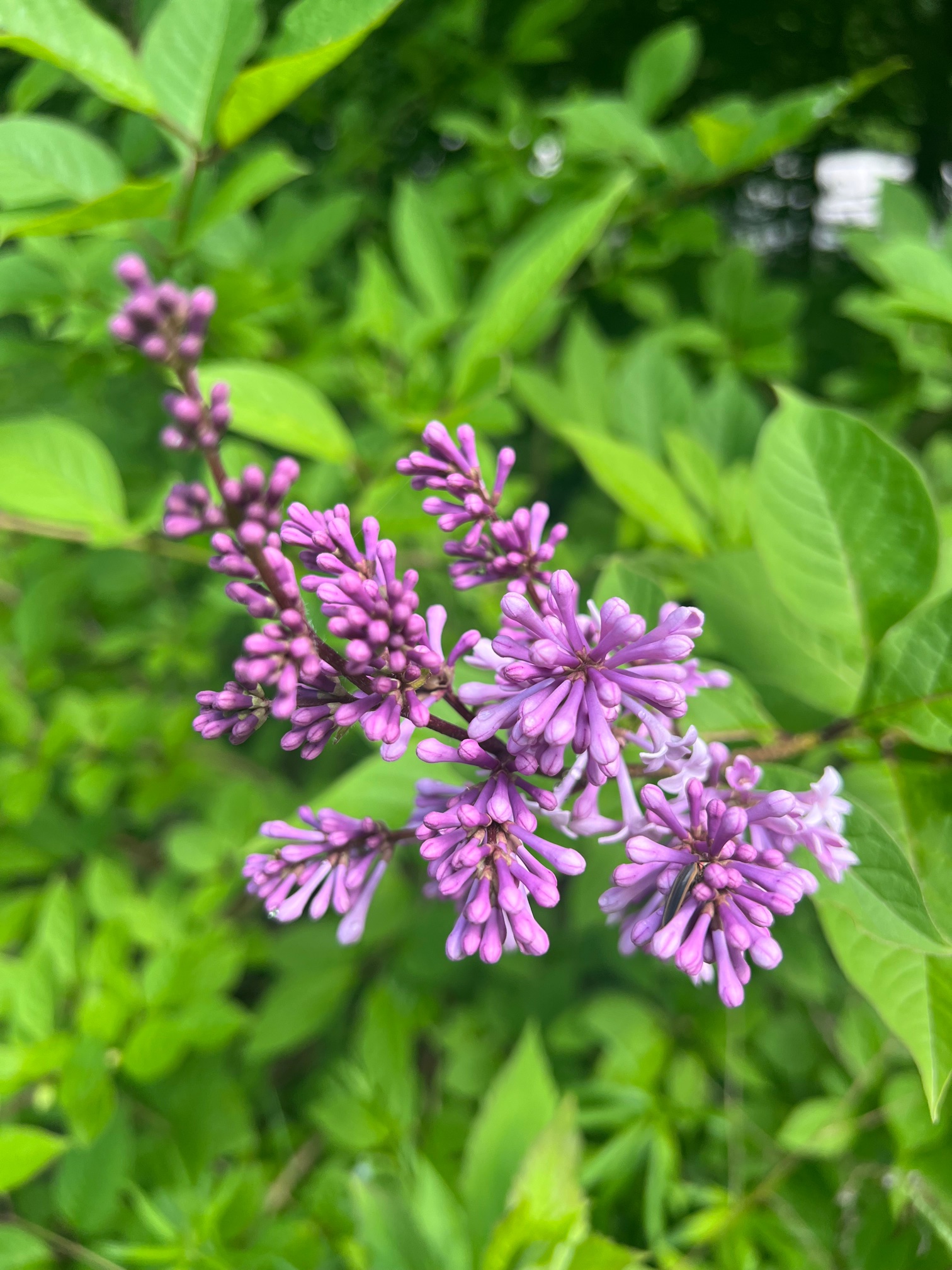 IMG_1203.jpeg