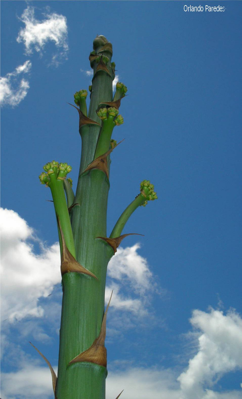 Maguey-Quiote (2).JPG