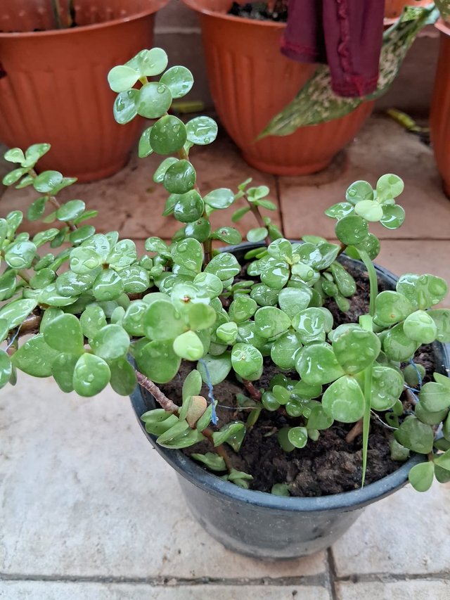 Elephant bush plant 6.jpg