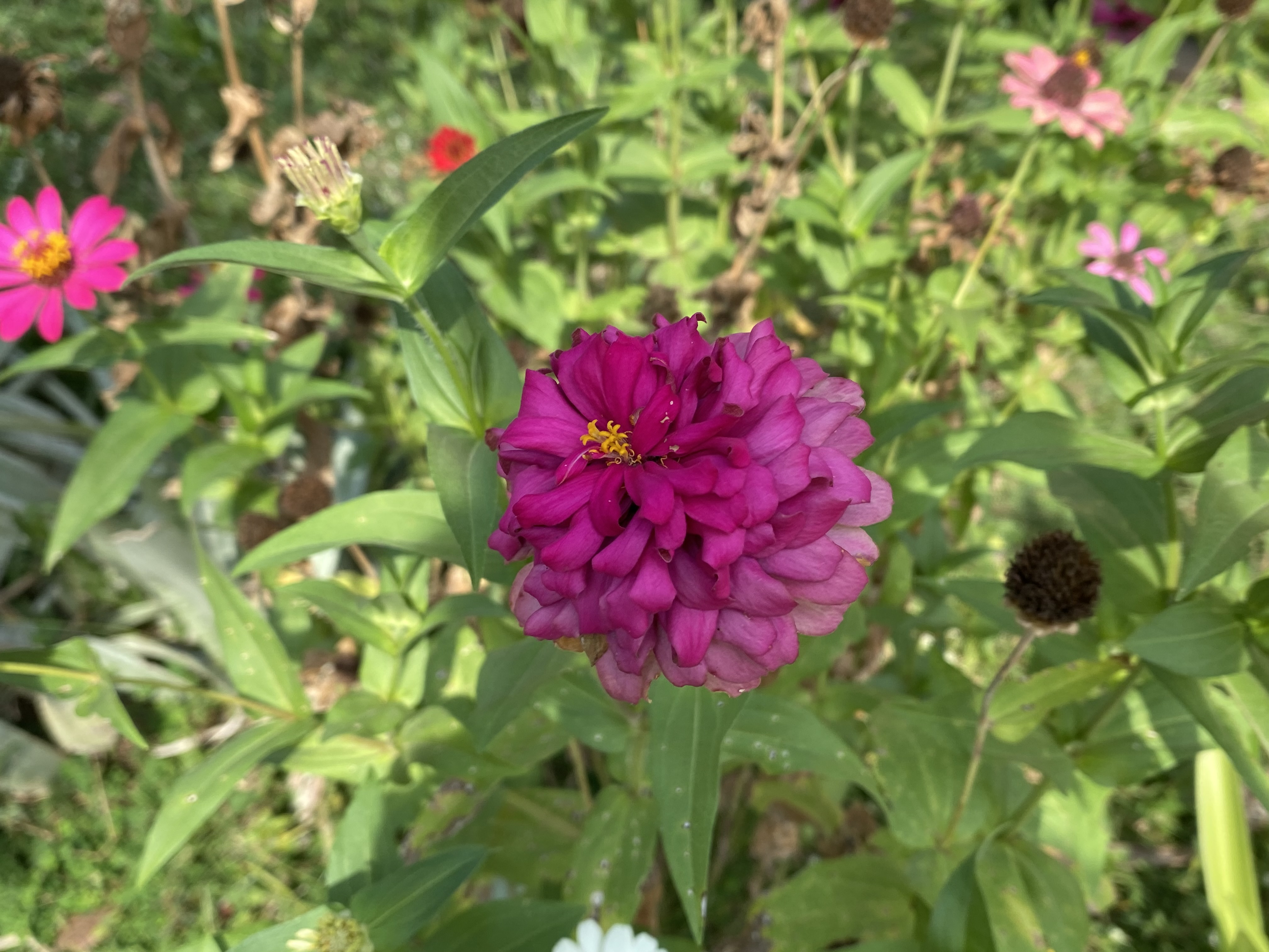 IMG_3579.jpeg