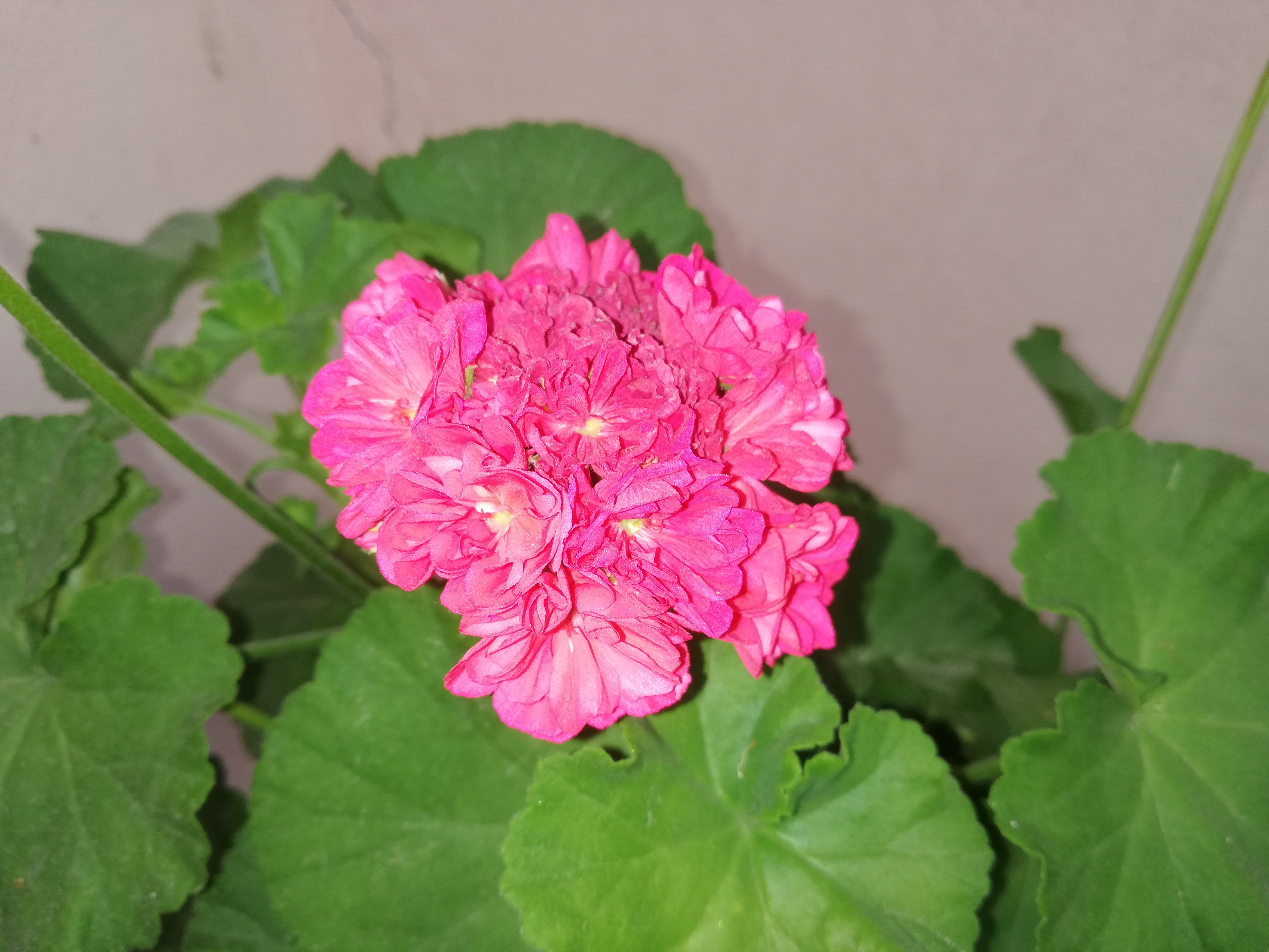IMG_20200518_185204.jpg