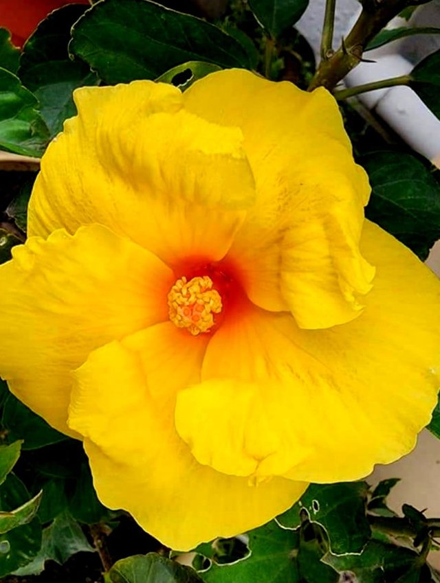 Hibiscus yellow flower 3.jpg