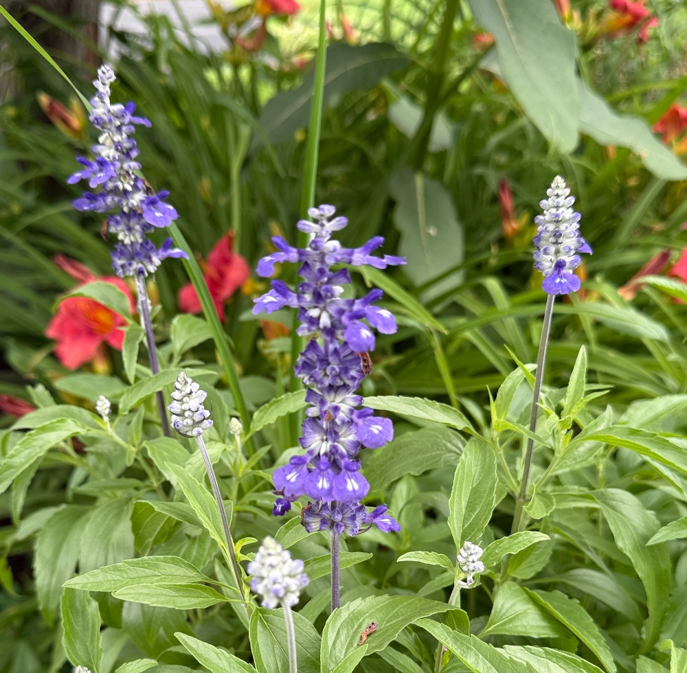 hivegarden-salvia-blue.jpg
