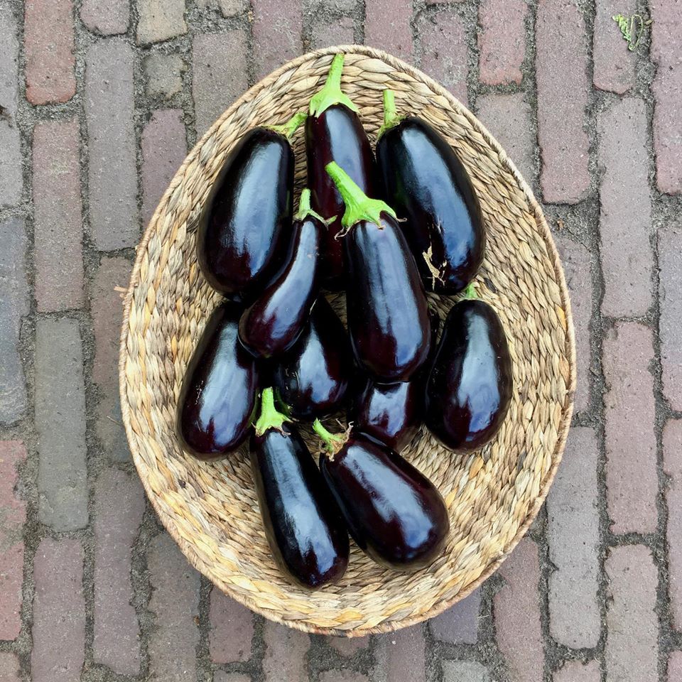 eggplant.jpg