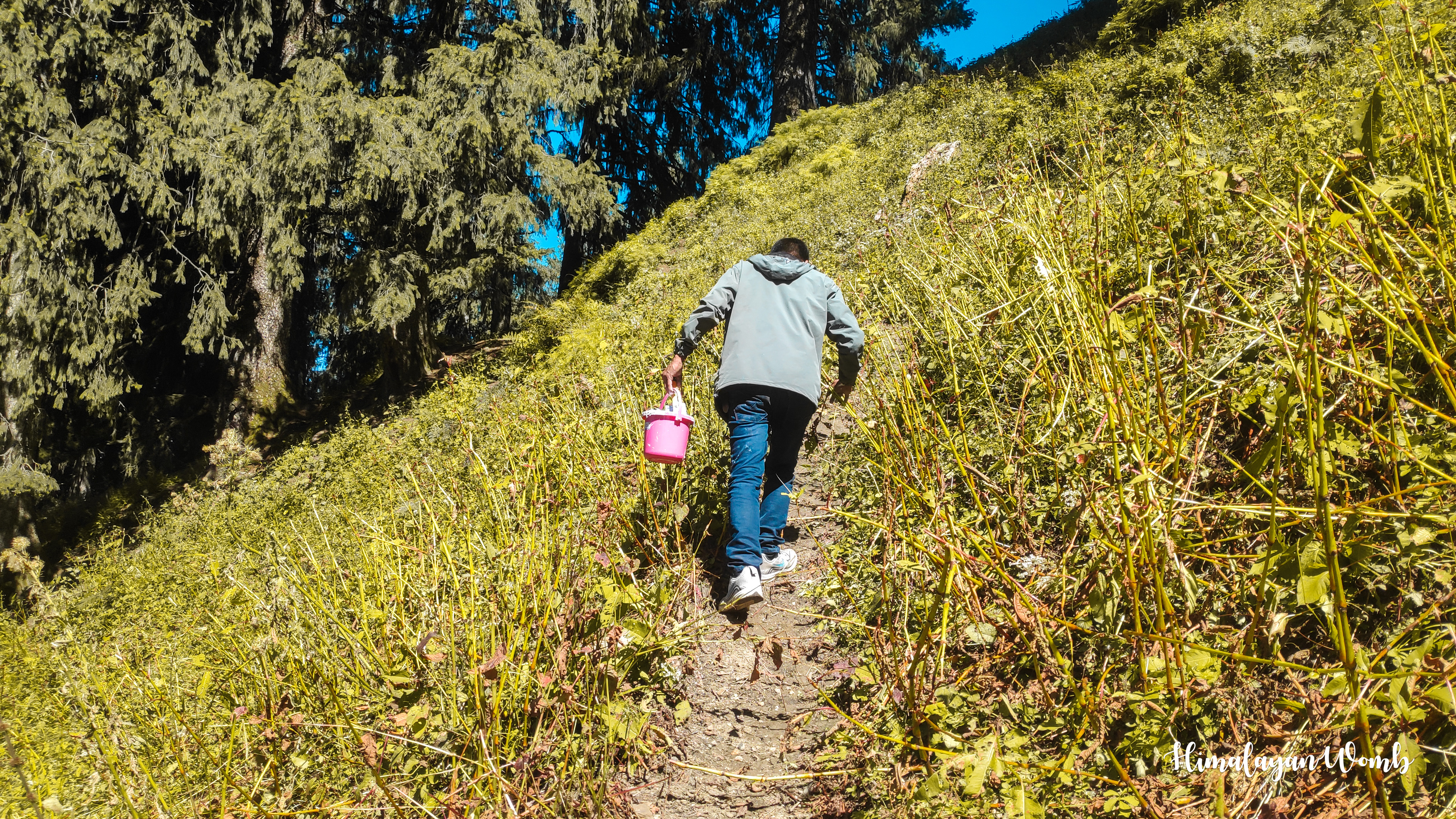 A Volunteer's Journey: A Unique Hiking Experience in the Himalayas