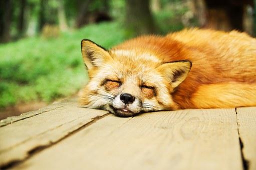 schlaf_sleep_fox.jpg