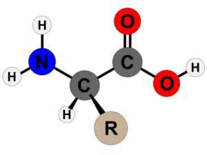 300px-Amino_Acid_Structure.png