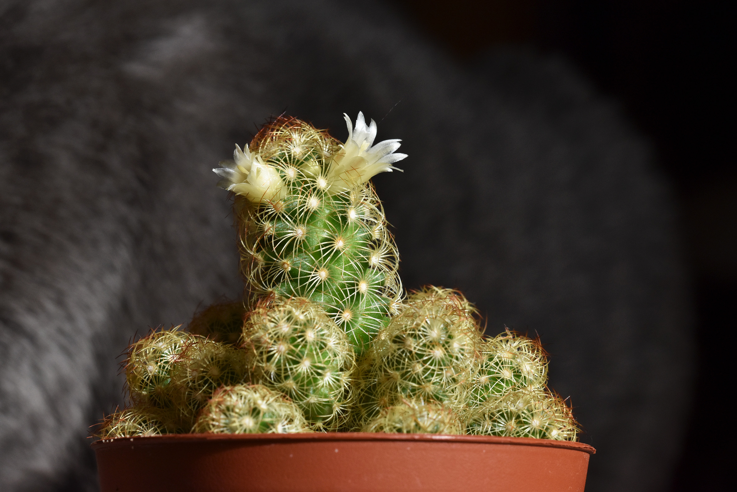 cactus Mammillaria cactus flower suzi.jpg