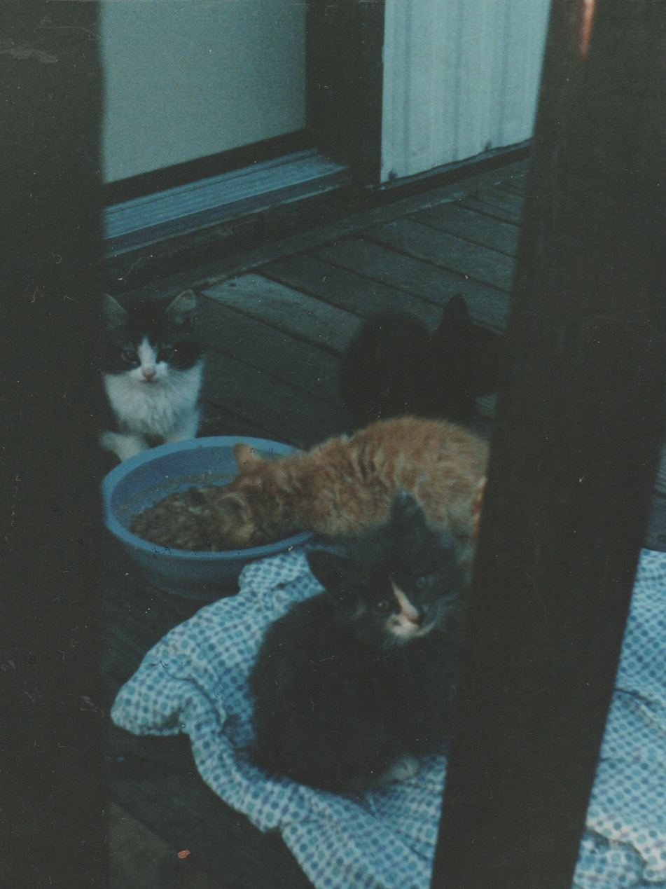 1991-09 - Muffin's Kittens - Early September - 163 Front Porch.jpg