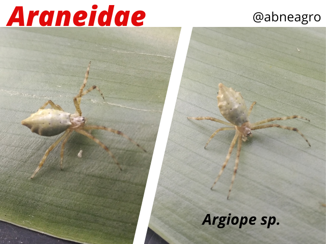 Araneidae(7).png