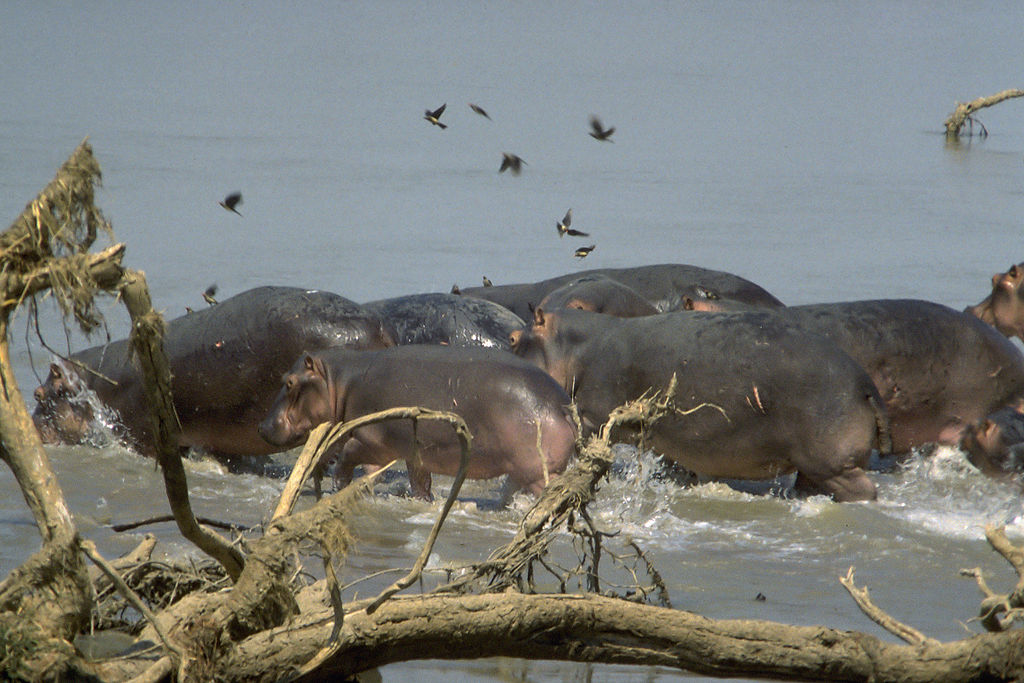 1024px-Hippo_stampede_(South_Luangwa).jpg