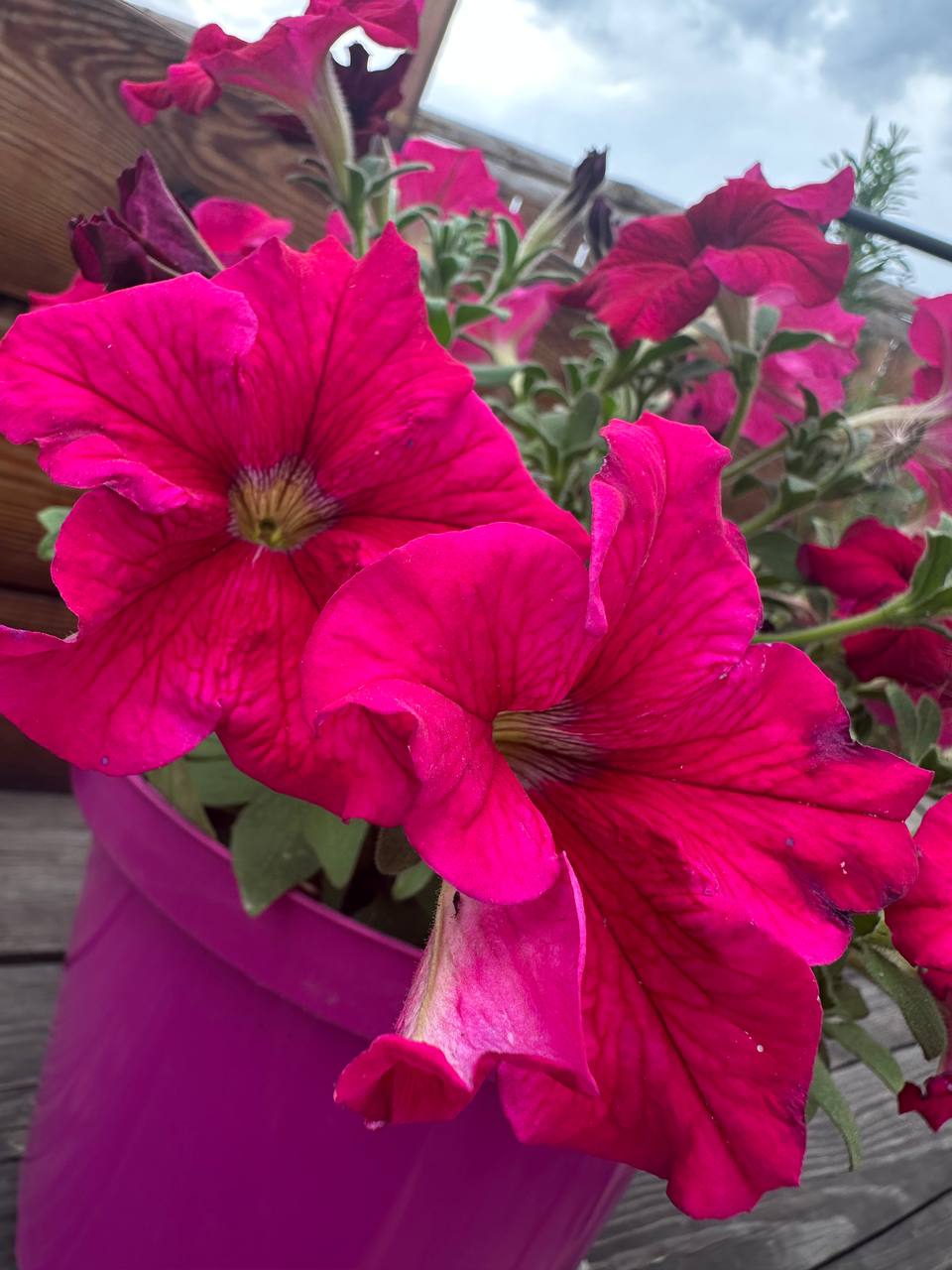 IMG_5203.jpeg