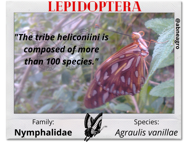 Lepidoptera 2 english.png