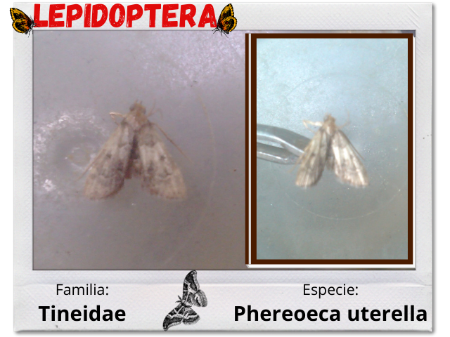 Lepidoptera 9.png