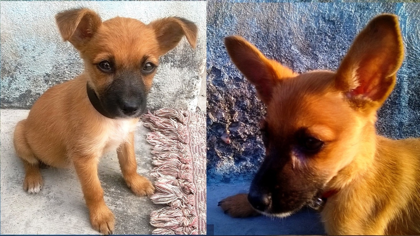 07-Mascota.jpg