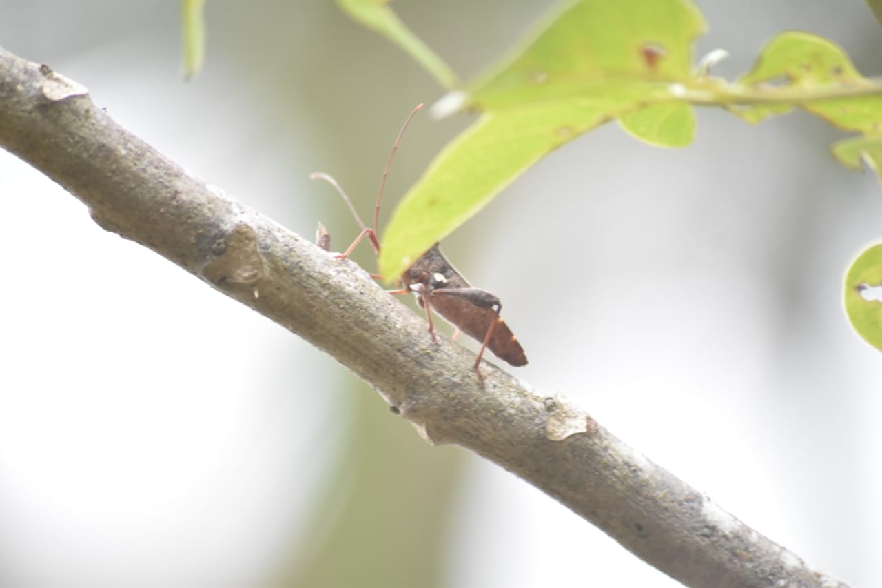 macrophotography.jpg