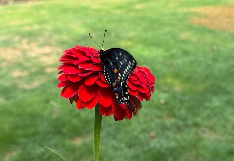 hivegarden-journal-swallowtail-1.jpg