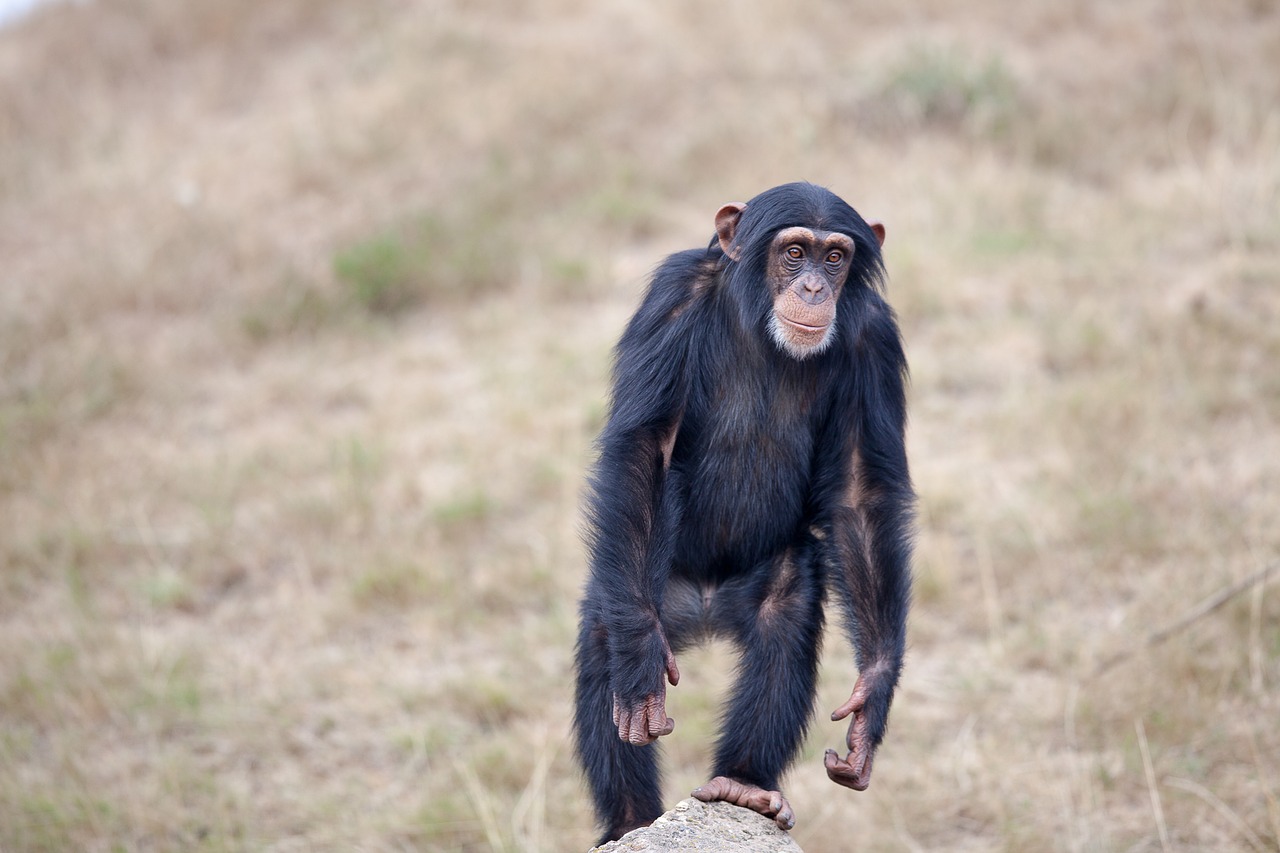 chimpanzee-2132755_1280.jpg